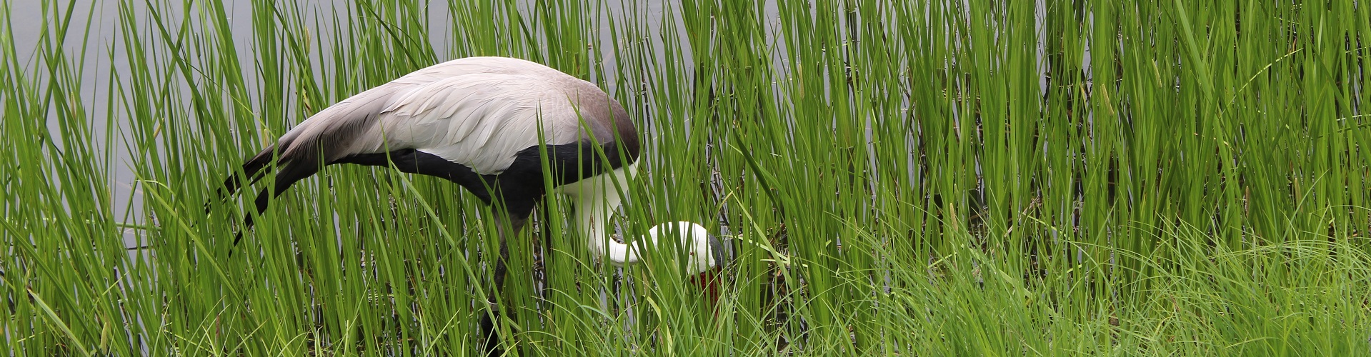 Bird Looking for Food